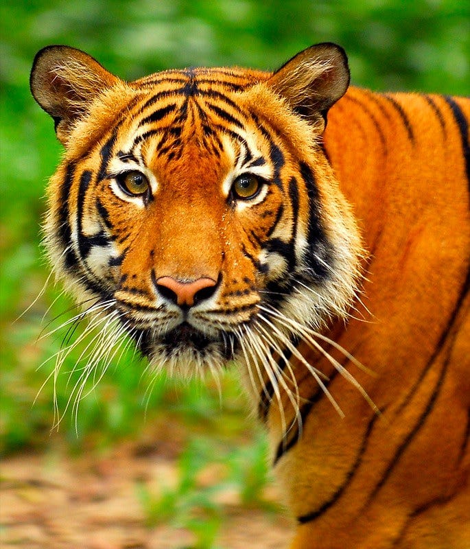 Killing tigers to make a killing: Malaysian royals propose to destroy habitat of critically endangered Malayan tiger post image